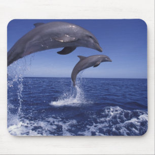 Tapis De Souris Les dauphins des Caraïbes