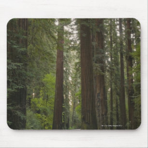 Tapis De Souris Les Etats-Unis, la Californie, route par la forêt