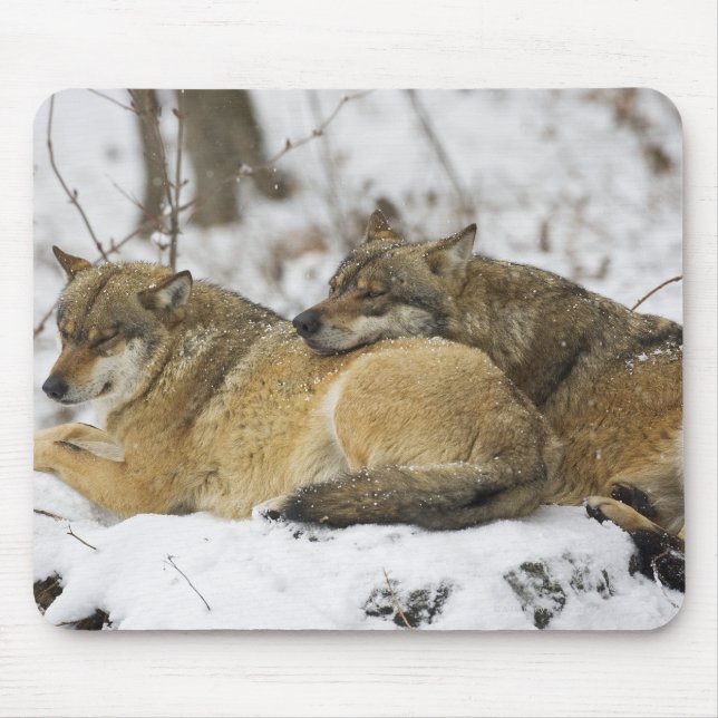 Tapis De Souris Les loups dans le bois de Bawarian (Devant)