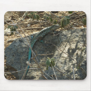 Tapis De Souris Lézard fouet de l'île d'Aruba Photographie d'anima