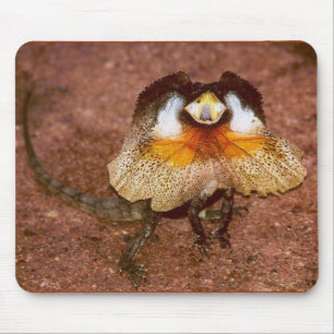 Tapis De Souris Lézard frisé - Chlamydosaurus kingii