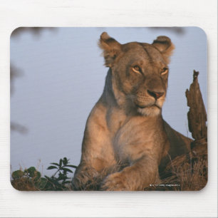 Tapis De Souris Lion 4