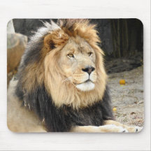 Lion africain