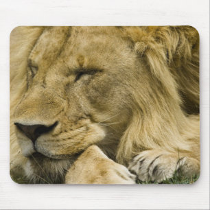 Tapis De Souris Lion d'Afrique, Panthera leo, allongé endormi