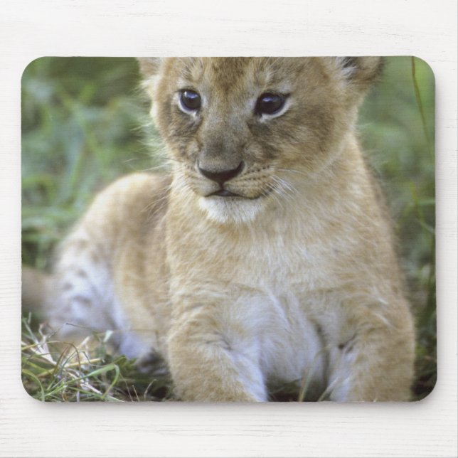 Tapis De Souris lion d'Afrique, Panthera leo), Tanzanie, (Devant)