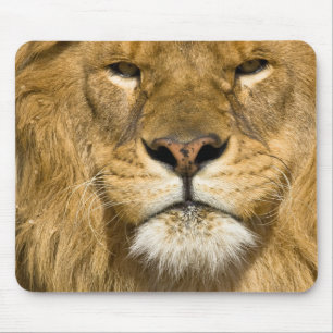 Tapis De Souris Lion de Barbarie d'Afrique, Panthera leo leo, l'un