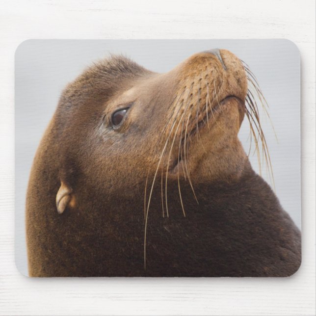 Tapis De Souris Lion de mer de Californie (Devant)