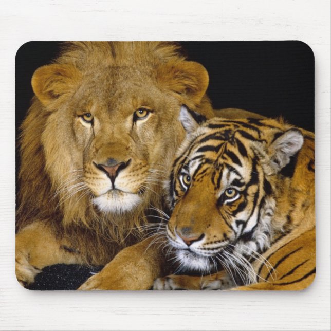 Tapis De Souris lion et un tigre (Devant)