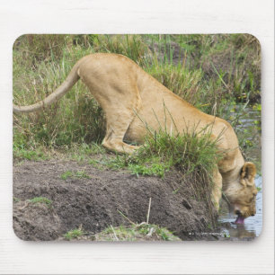 Tapis De Souris Lion femelle (Panthera Lion), ressortissant de