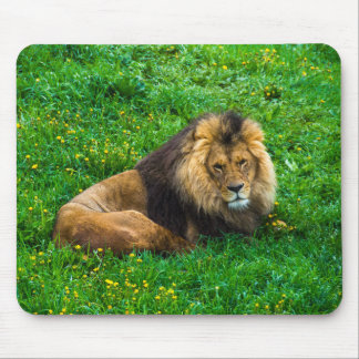 Tapis De Souris Lion Se détendre dans l'herbe verte photo