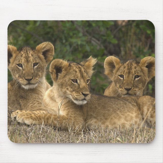 Tapis De Souris Lion siblings (Devant)