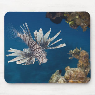 Tapis De Souris Lionfish (volitans de Pterois) nageant plus de