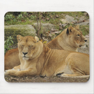 Tapis De Souris Lionne