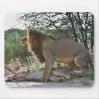lions se mariant, Panthera leo, Kgalagadi