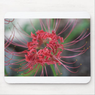 Tapis De Souris Lis lumineux d'araignée rouge - radiata de Lycoris