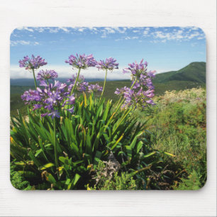 Tapis De Souris Lisianthus d'Afrique (Agapanthus praecox), Mossel