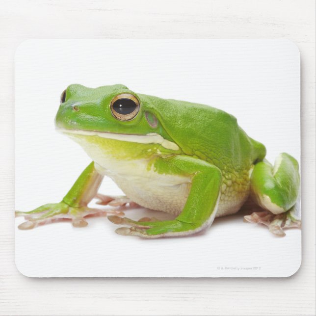 Tapis De Souris Litora Infrafrenata, Grenouille (Devant)