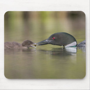 Tapis De Souris Loon adulte nourrissant un poussin