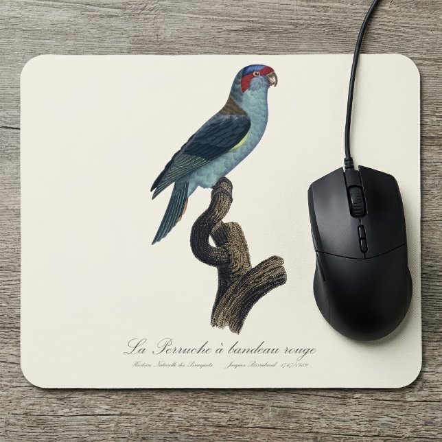 Tapis De Souris Loriquet à tête bleue, Trichoglossus concinnus (Musk Lorikeet, Trichoglossus Concinnus. Mouse Pad)