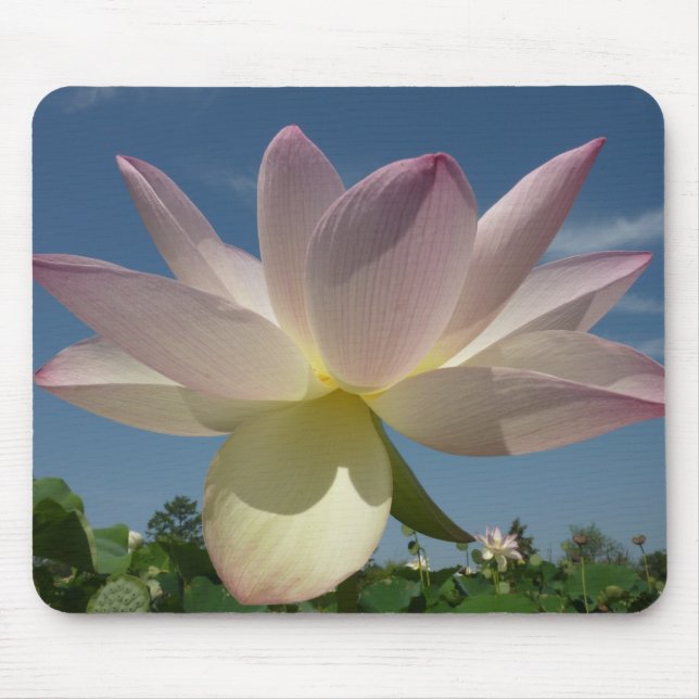 Tapis De Souris Lotus Flower et Blue Sky II (Devant)