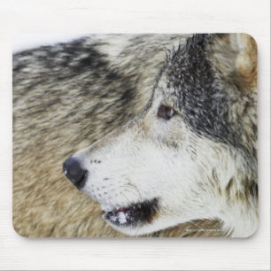 Tapis De Souris Loup