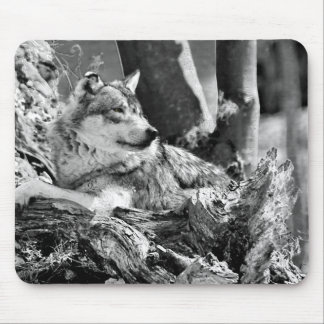 Tapis De Souris loup attentif