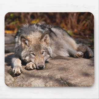 Tapis De Souris Loup de l'Est
