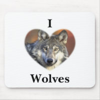 Loup gris
