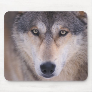 Tapis De Souris loup gris, Canis lupus, gros plan sur les yeux