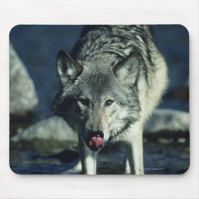Tapis De Souris Loup gris en automne en train de boire (Devant)
