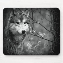 Loup gris - noir et blanc