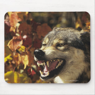 Tapis De Souris Loup (lupus de Canis) grondant, headshot, avec