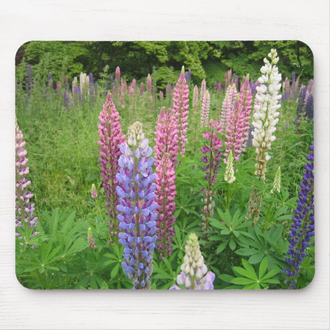Tapis De Souris Lupins à l'arborétum de Winkworth, Surrey (Devant)