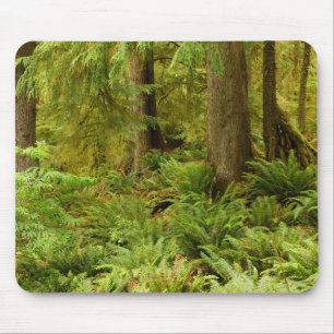 Tapis De Souris Lush Forest & Ferns Ecola State Park, Oregon