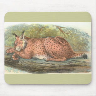 Tapis De Souris Lynx, Felis lynx