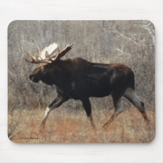 Tapis De Souris M10 Bull moose (Devant)