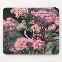 Tapis De Souris Machaon sur le sedum rouge