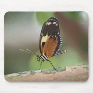 Tapis De Souris Macro papillon