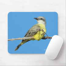 Magnifique Tropical Kingbird sur Blackberry Branch