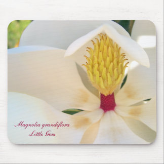 Tapis De Souris Magnolia grandiflora 'peu de Gem