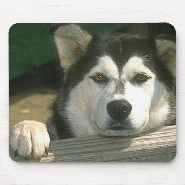 Tapis De Souris Malamute en Alaska - Customisé (Devant)