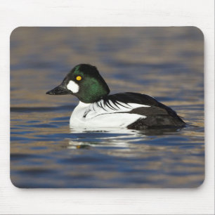 Tapis De Souris Male Goldeneye duck 