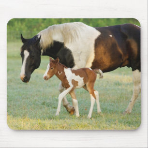 Tapis De Souris Maman & Nouveau-né Paint Filly