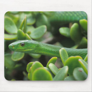 Tapis De Souris Mamba vert oriental (Dendroaspis angusticeps)