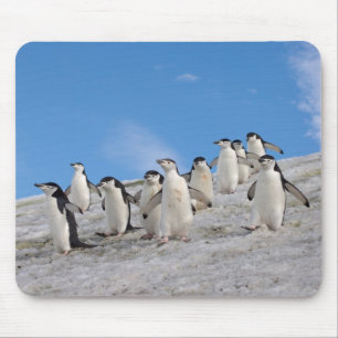 Tapis De Souris Manchots à Collier   Pygoscelis Antarctica