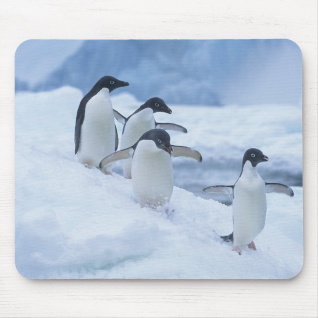 Tapis De Souris Manchots Adélie (Pygoscelis adeliae) sur la glace, (Devant)