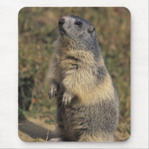 Tapis De Souris Marmotte alpine, Marmota marmota, adulte debout