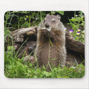 Tapis De Souris Marmotte mâchant une fleur