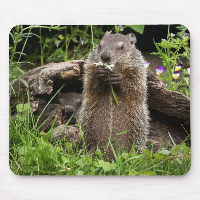 Tapis De Souris Marmotte mâchant une fleur (Devant)