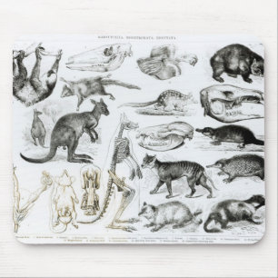 Tapis De Souris Marsupialia, Monetremata, Edentata